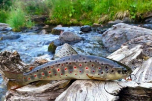 Севан форет (ishhan) Севан форет (ishhan)